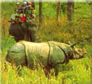 Jungle Safari